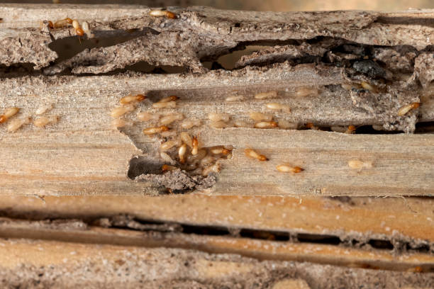 Professional Pest Control in Mountain View Ranches, AZ